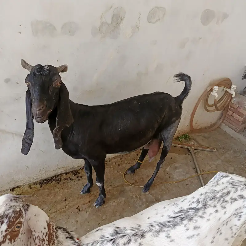 6 goats sale — photo 4
