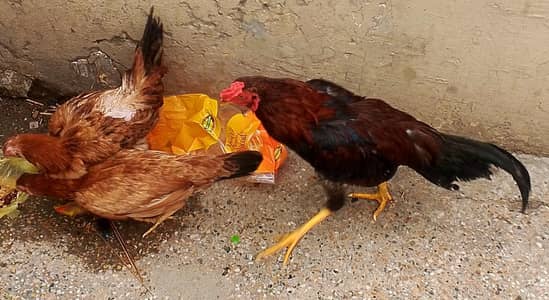 2 murghiyan or 1 murgha