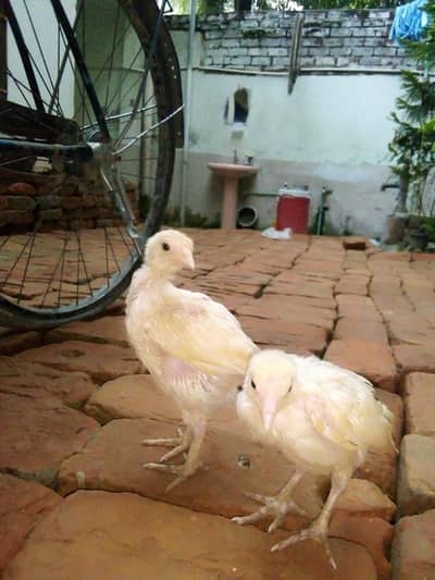 This bird is available in natural white.