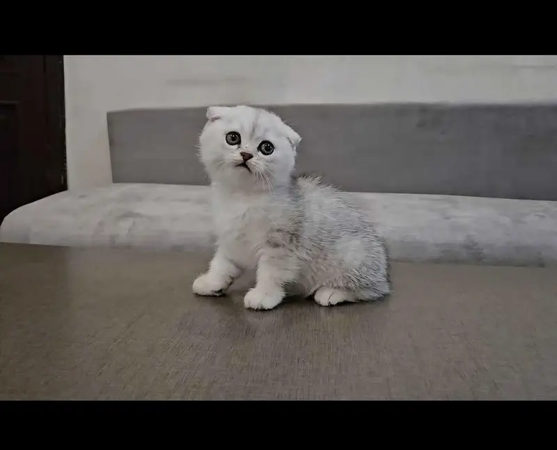 Scottish fold kittin for sell. 0313 4935014