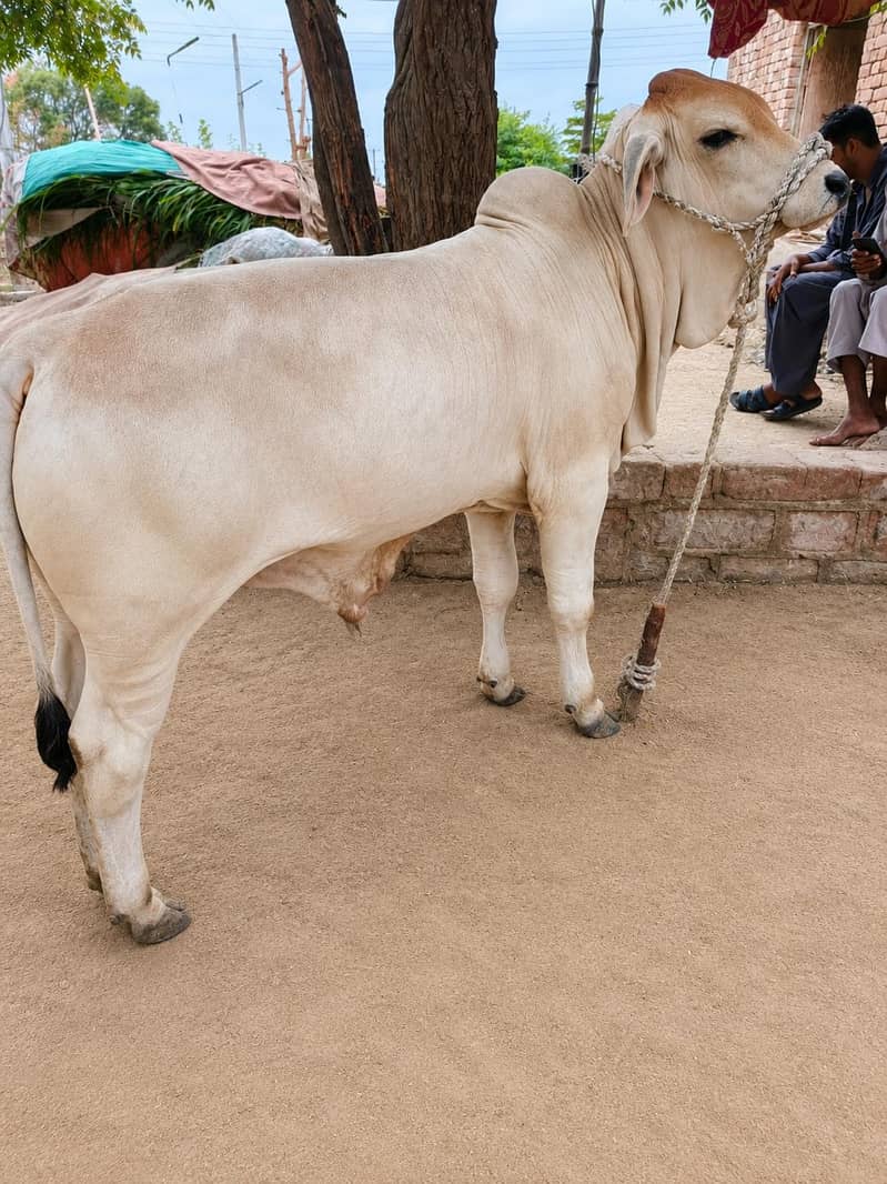 brahman 1