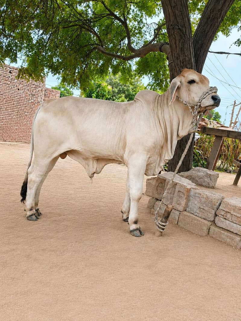 brahman 2