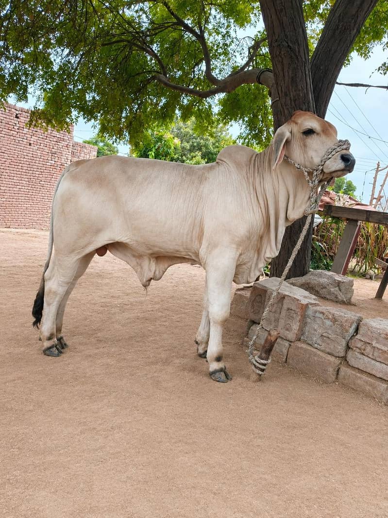 brahman 3