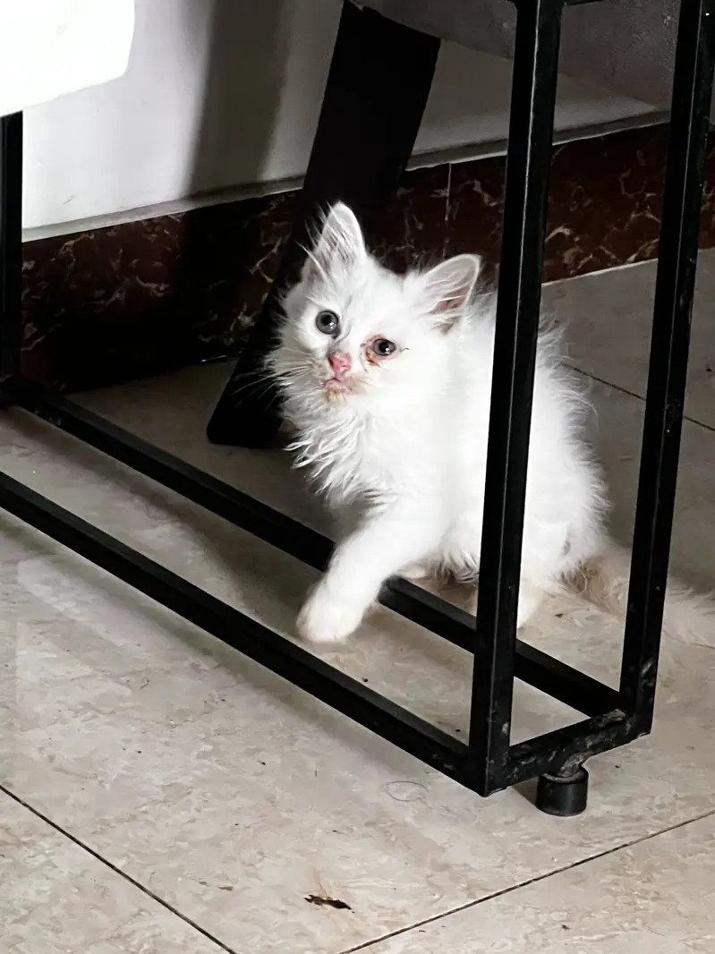 3 Persian Kitten Playfull available for sale