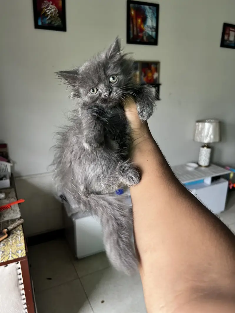 3 Persian Kitten Playfull available for sale — photo 3