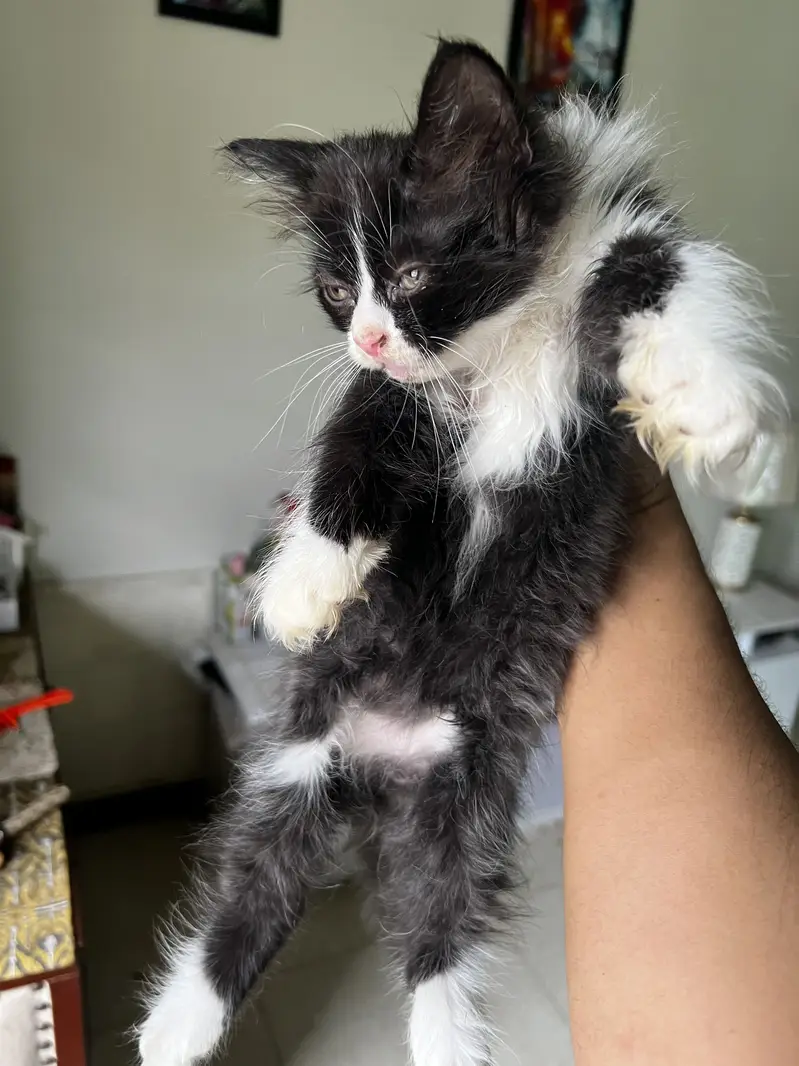 3 Persian Kitten Playfull available for sale — photo 4