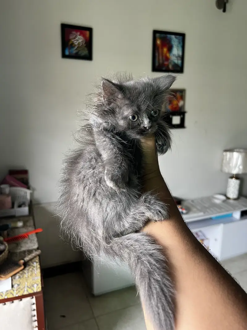 3 Persian Kitten Playfull available for sale — photo 5