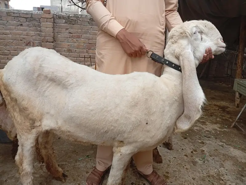 Kajli Female for sale — photo 2