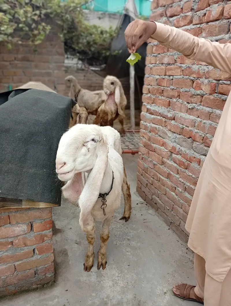 Kajli Female for sale — photo 4