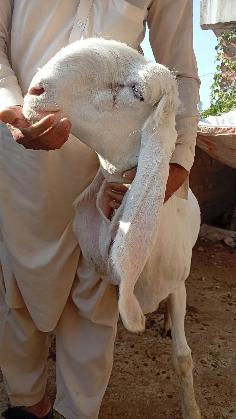 Kajli Female for sale — photo 5
