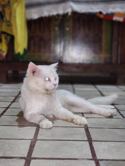 Cat for sale