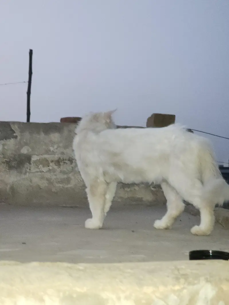Cat for sale — photo 2