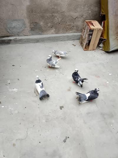 3 male 2 female