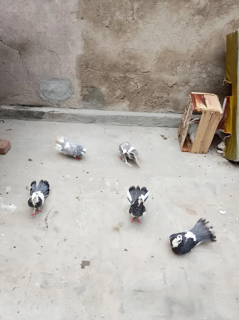 3 male 2 female — photo 2