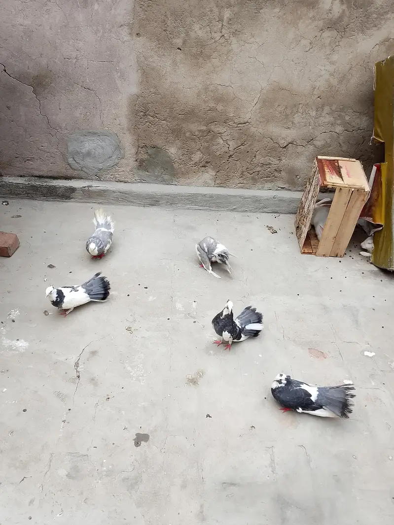 3 male 2 female — photo 3