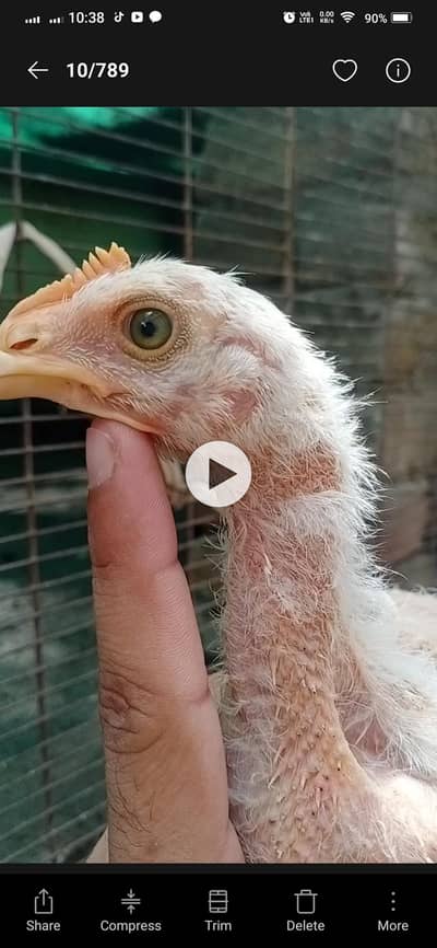 Quality Aseel chicks of Different breeds and colors