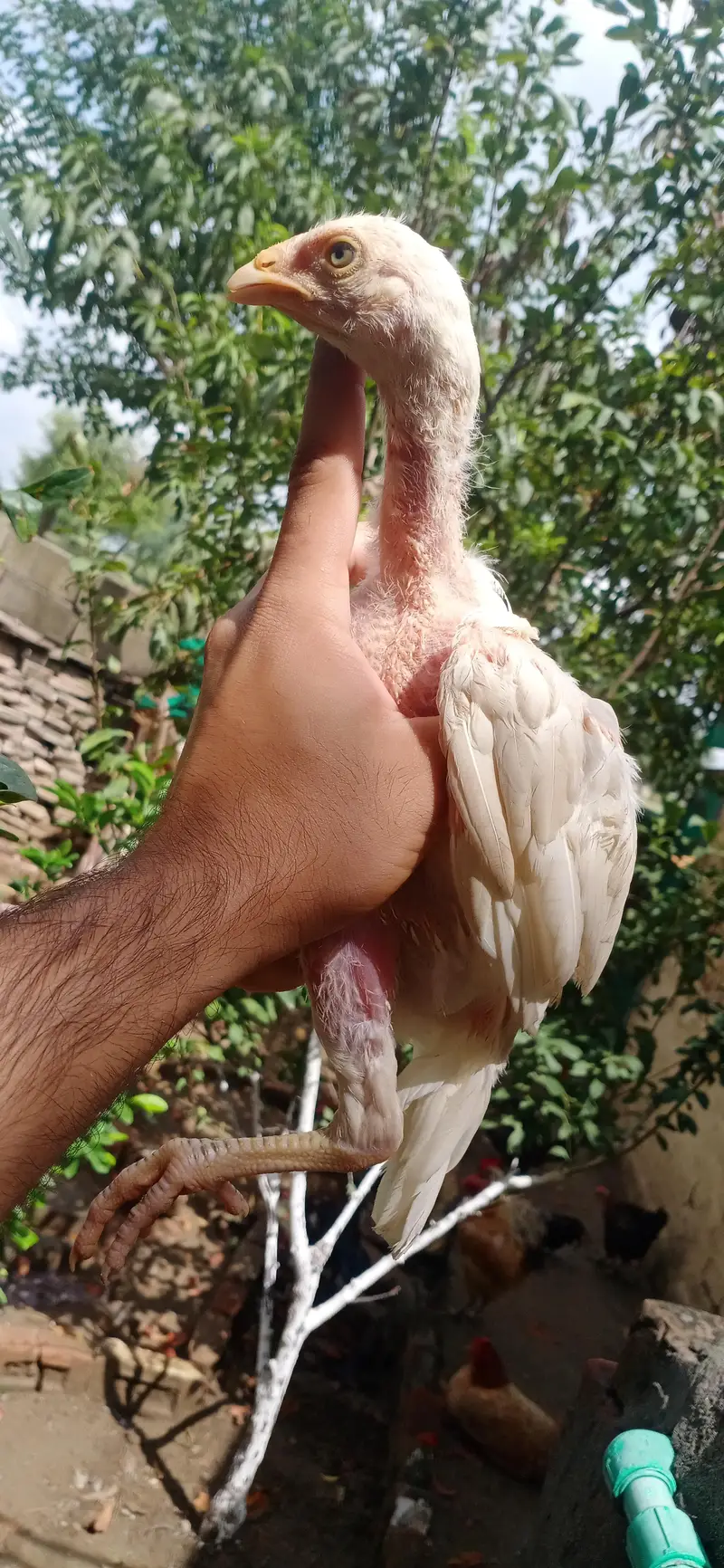 Quality Aseel chicks of Different breeds and colors — photo 2