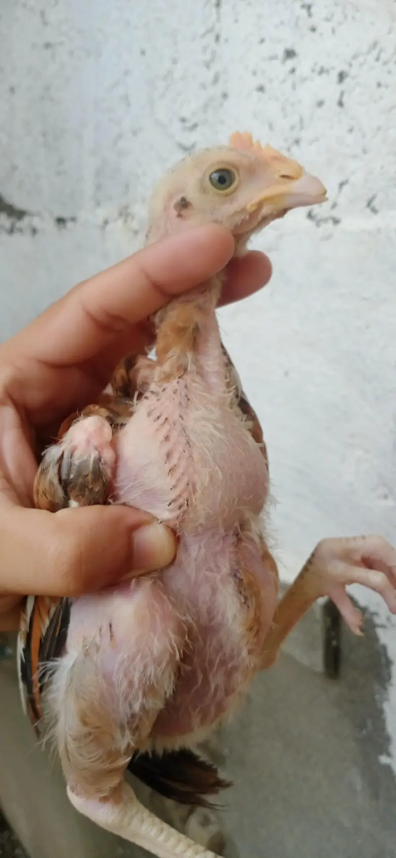 Quality Aseel chicks of Different breeds and colors — photo 3