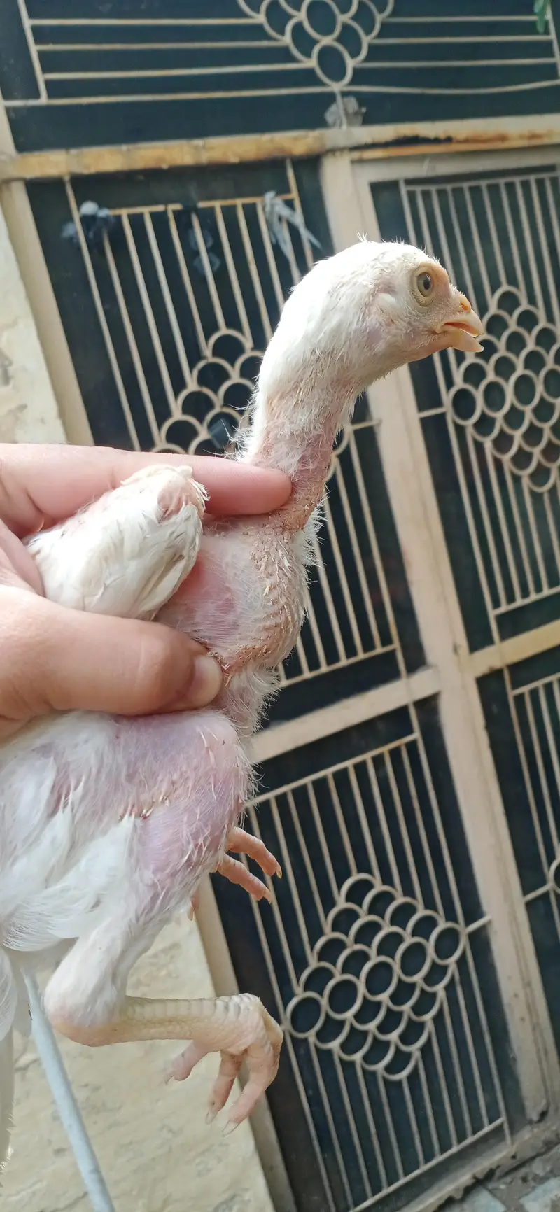 Quality Aseel chicks of Different breeds and colors — photo 4