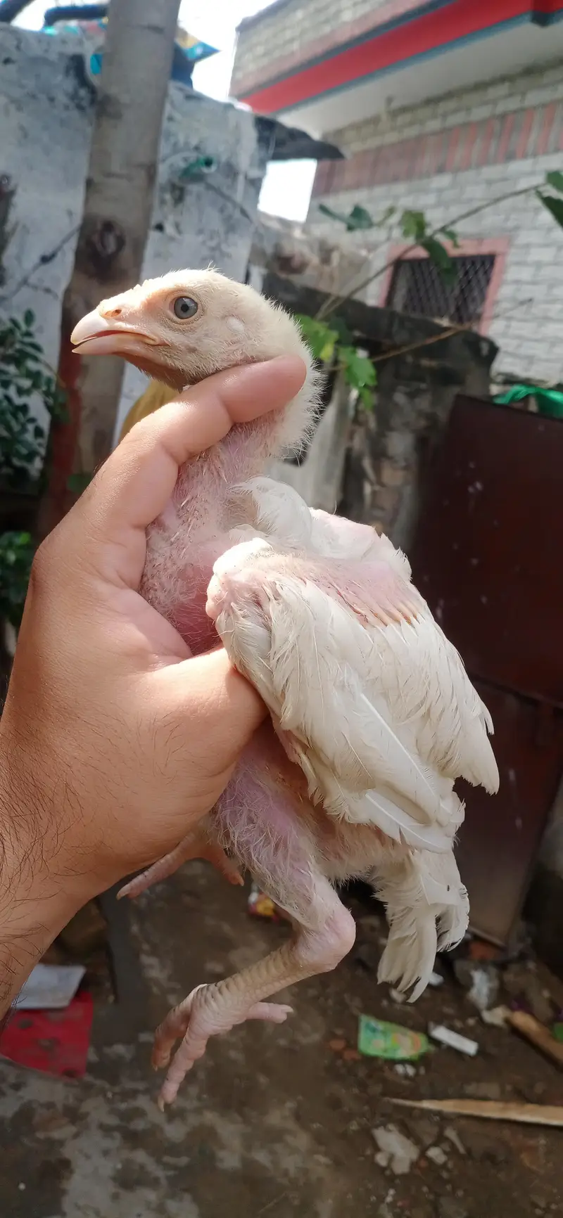 Quality Aseel chicks of Different breeds and colors — photo 5