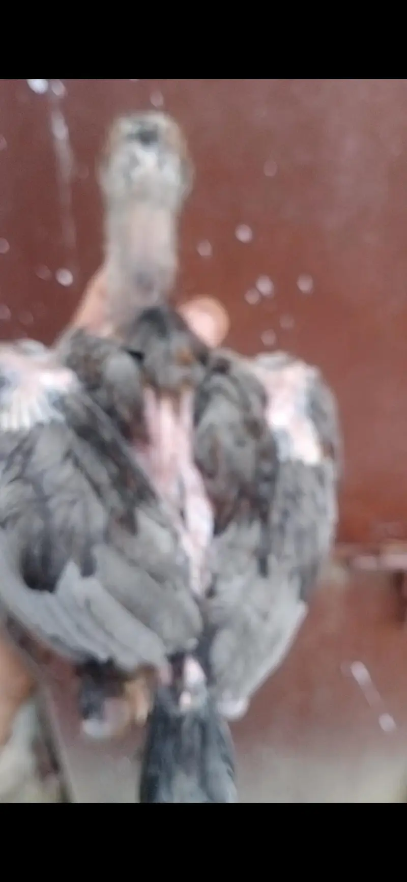 Quality Aseel chicks of Different breeds and colors — photo 6