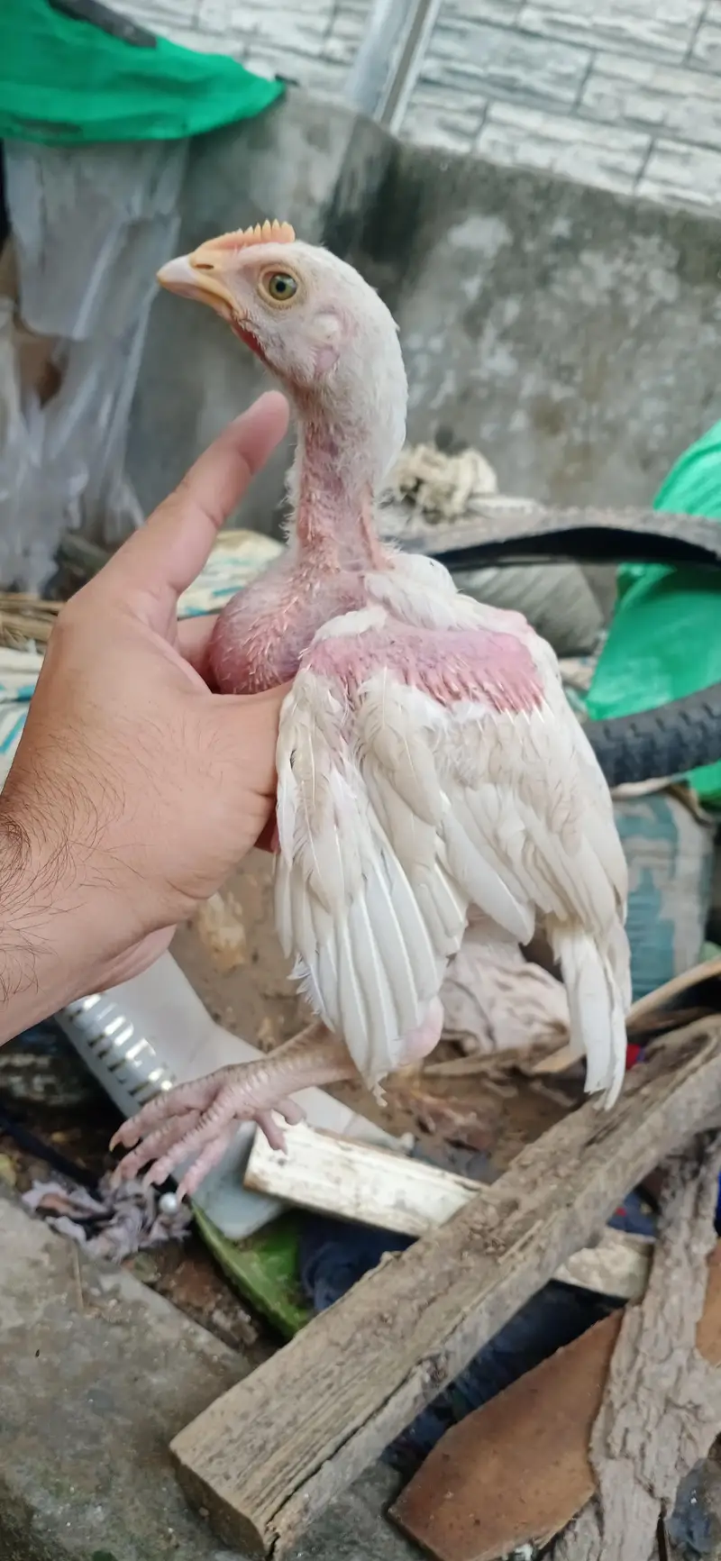 Quality Aseel chicks of Different breeds and colors — photo 7