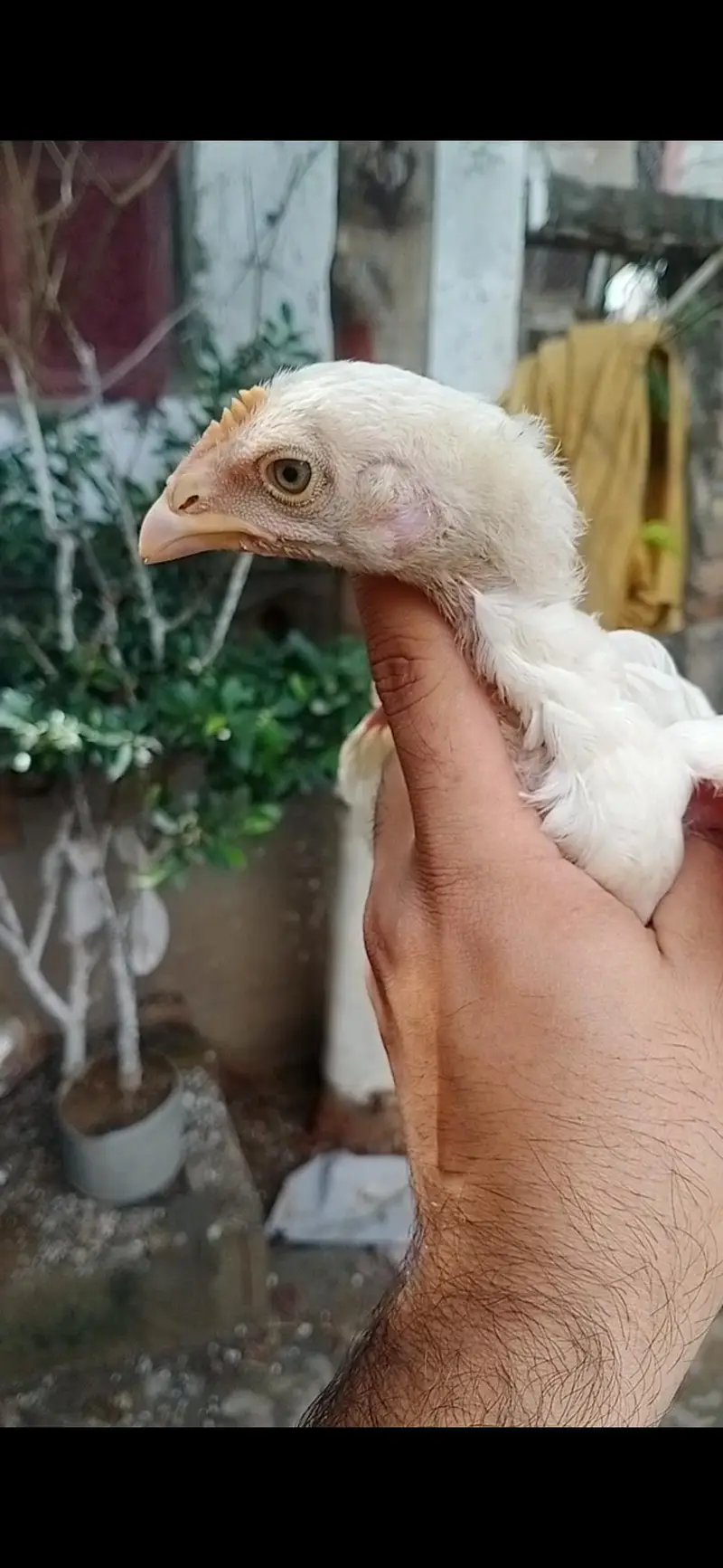 Quality Aseel chicks of Different breeds and colors — photo 8