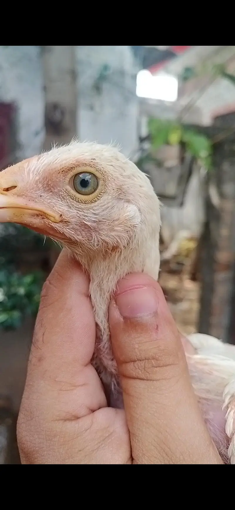 Quality Aseel chicks of Different breeds and colors — photo 9