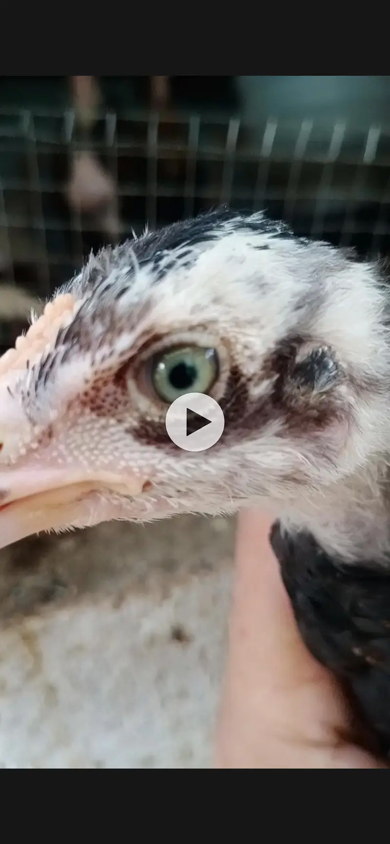 Quality Aseel chicks of Different breeds and colors — photo 10