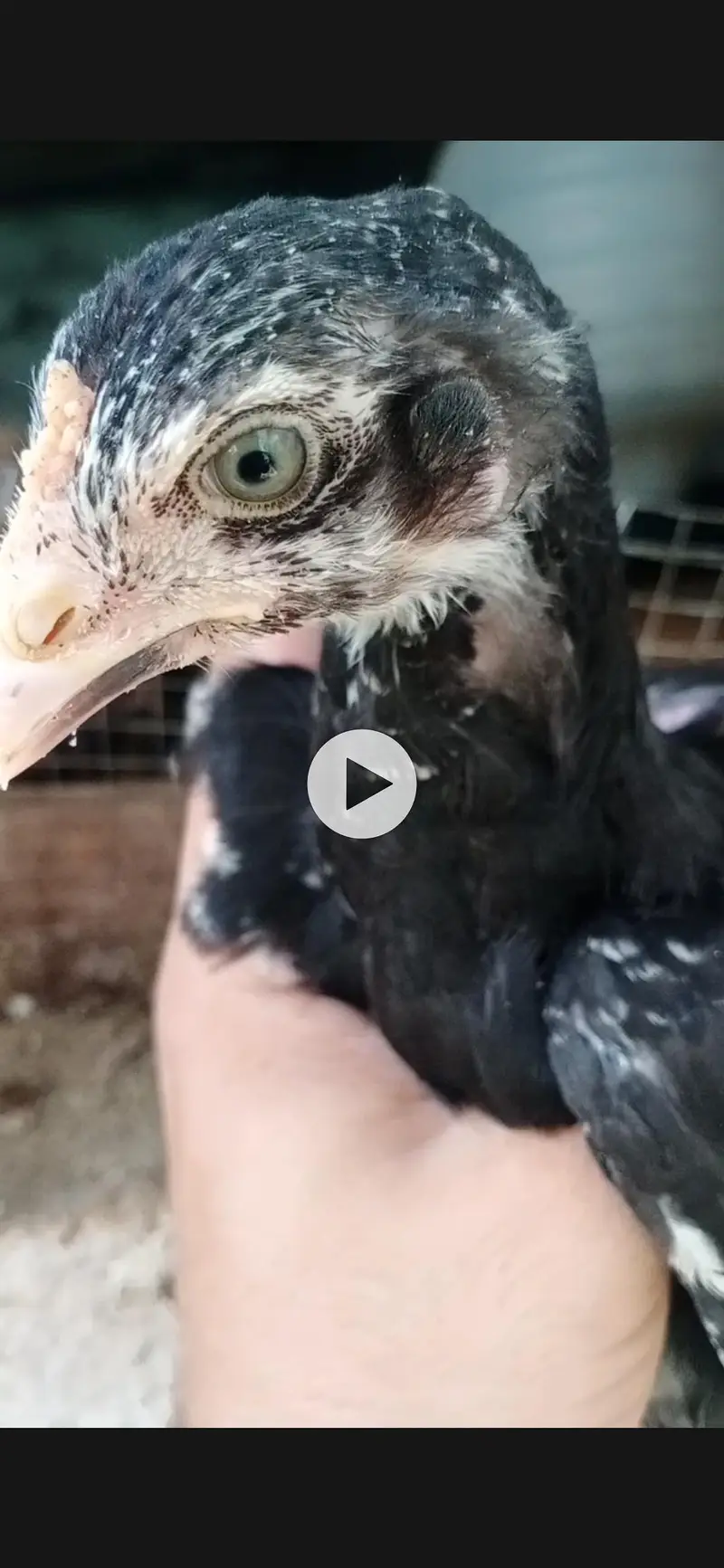 Quality Aseel chicks of Different breeds and colors — photo 11