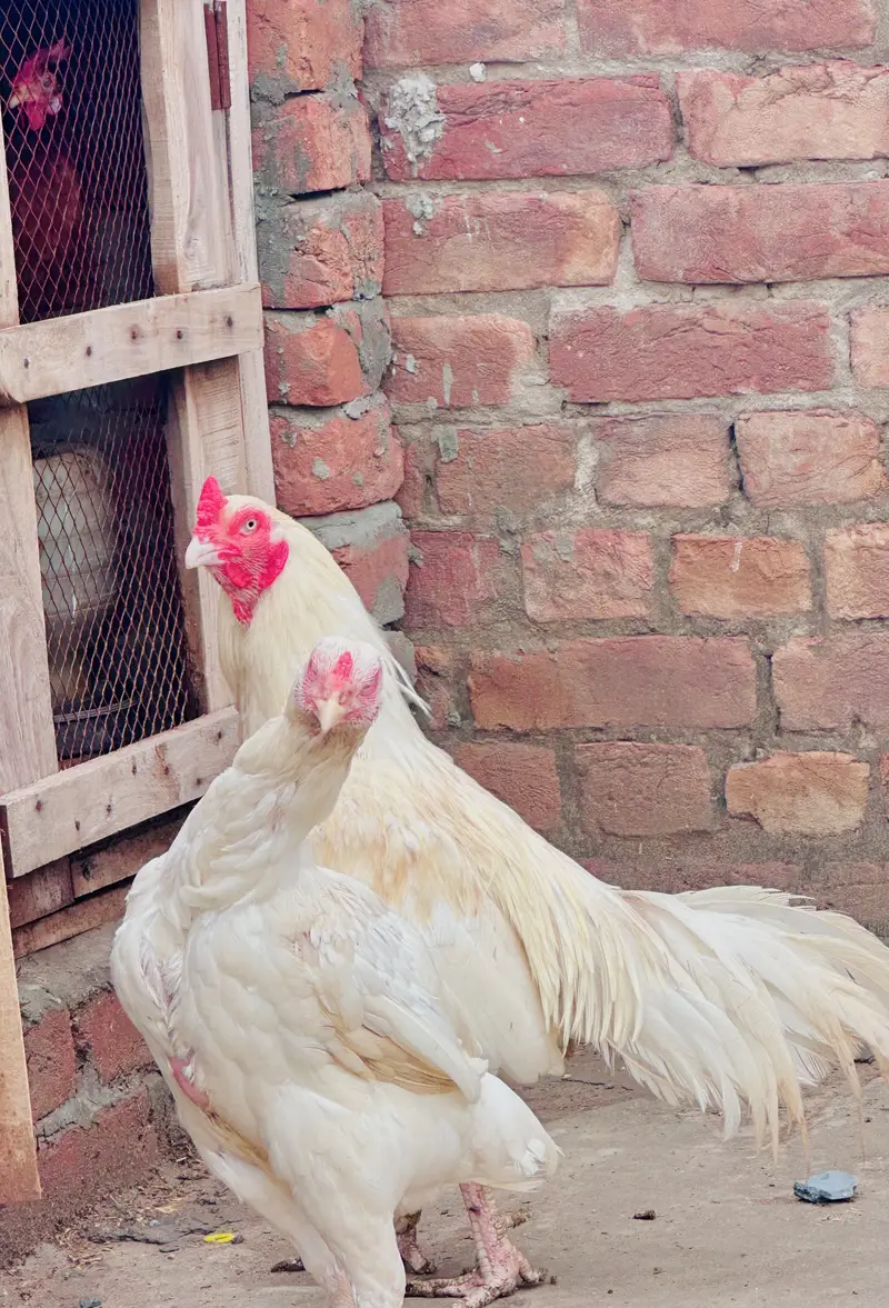 Aseel hera breeders pair /male / female/ /murga/murgi /high quality wh — photo 2