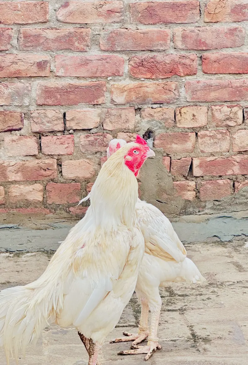 Aseel hera breeders pair /male / female/ /murga/murgi /high quality wh — photo 4