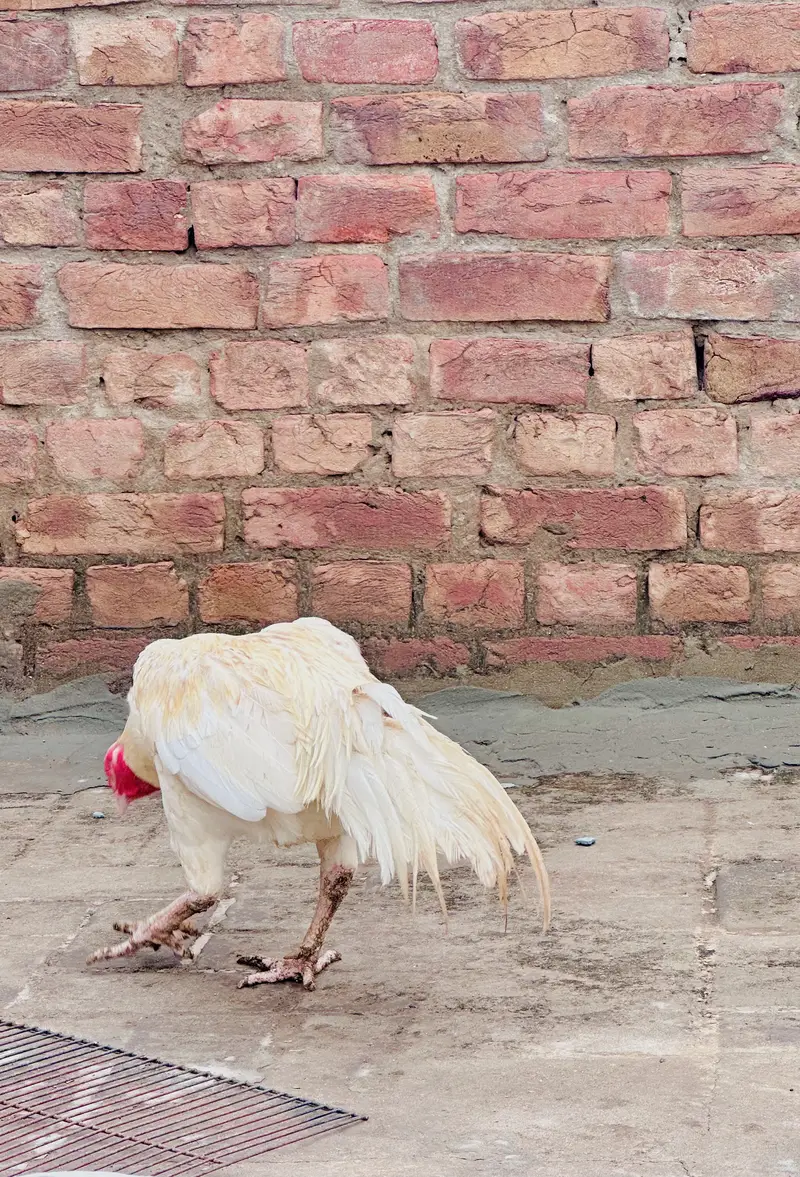 Aseel hera breeders pair /male / female/ /murga/murgi /high quality wh — photo 7