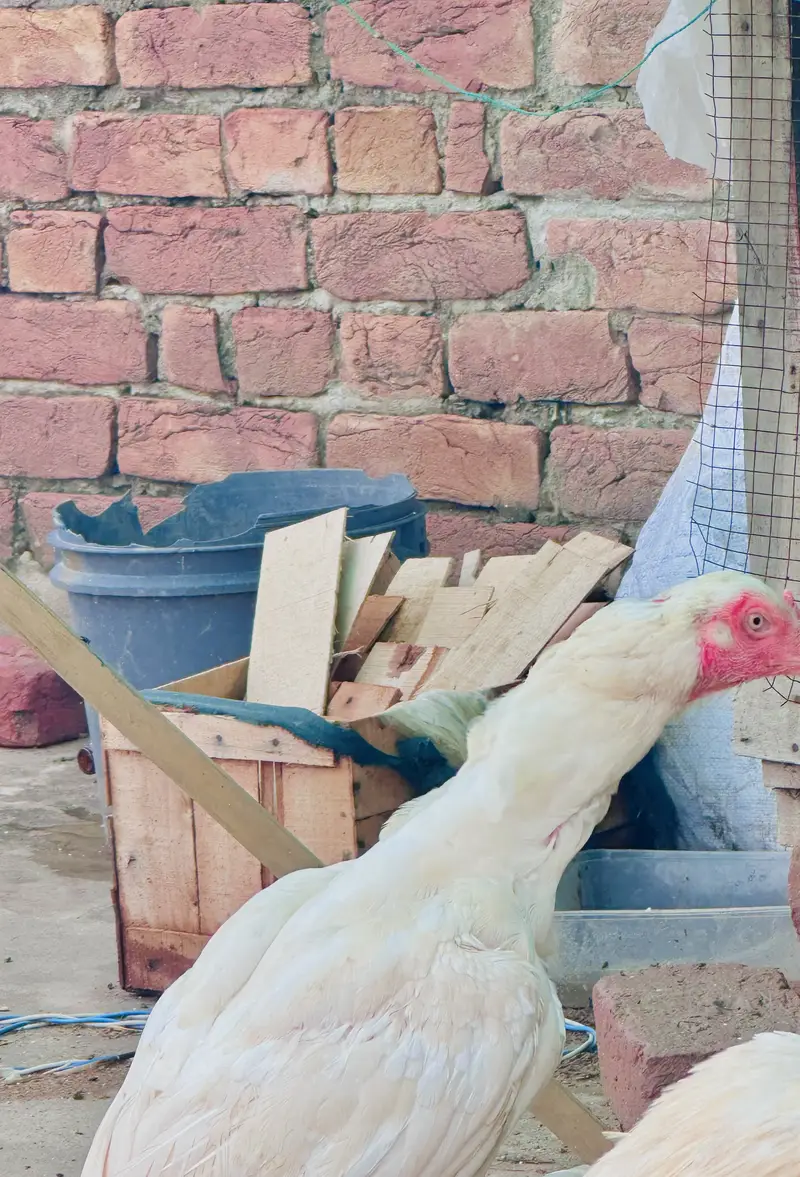 Aseel hera breeders pair /male / female/ /murga/murgi /high quality wh — photo 9