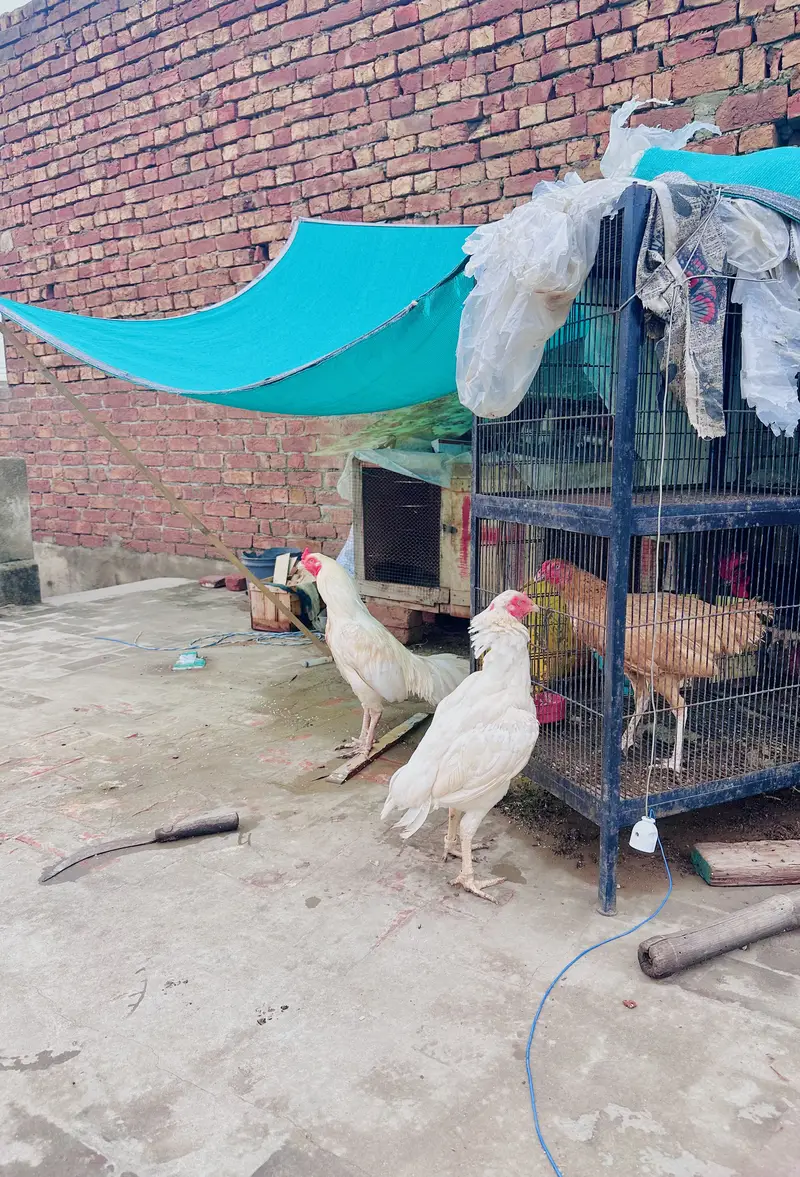 Aseel hera breeders pair /male / female/ /murga/murgi /high quality wh — photo 10