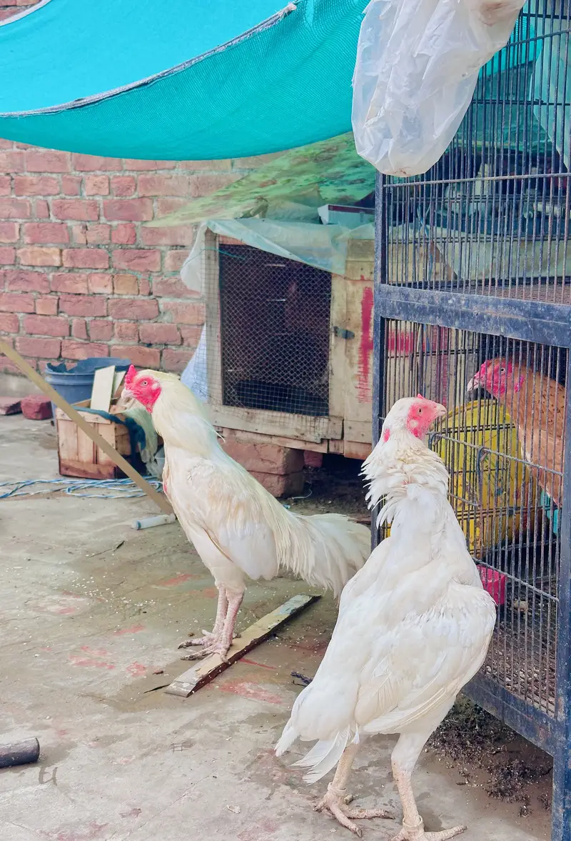 Aseel hera breeders pair /male / female/ /murga/murgi /high quality wh — photo 11