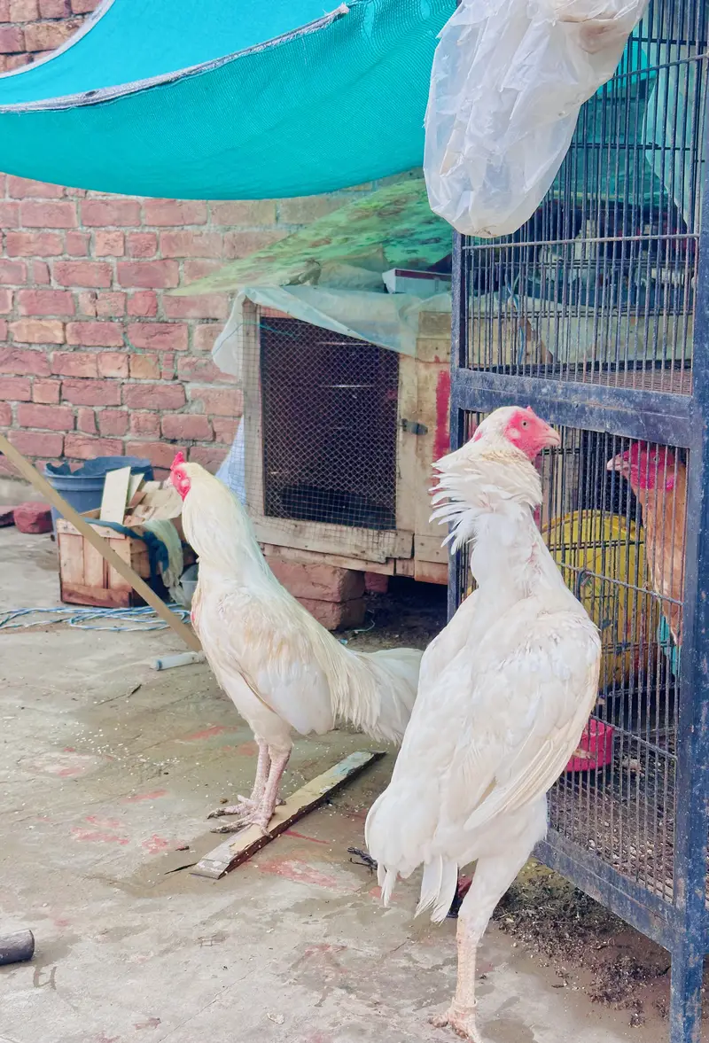 Aseel hera breeders pair /male / female/ /murga/murgi /high quality wh — photo 12