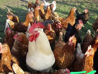 This is house hens both male and female