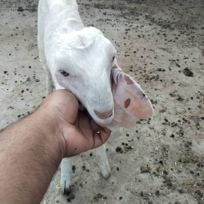 4 mahine ki bakri rajanpuri nasl