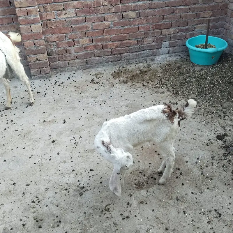 4 mahine ki bakri rajanpuri nasl — photo 2