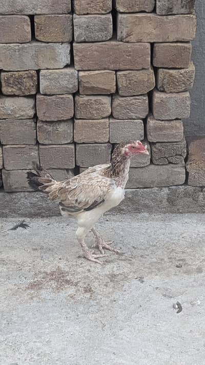 Aseel Hens for sale