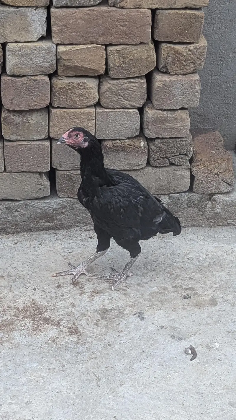 Aseel Hens for sale — photo 2