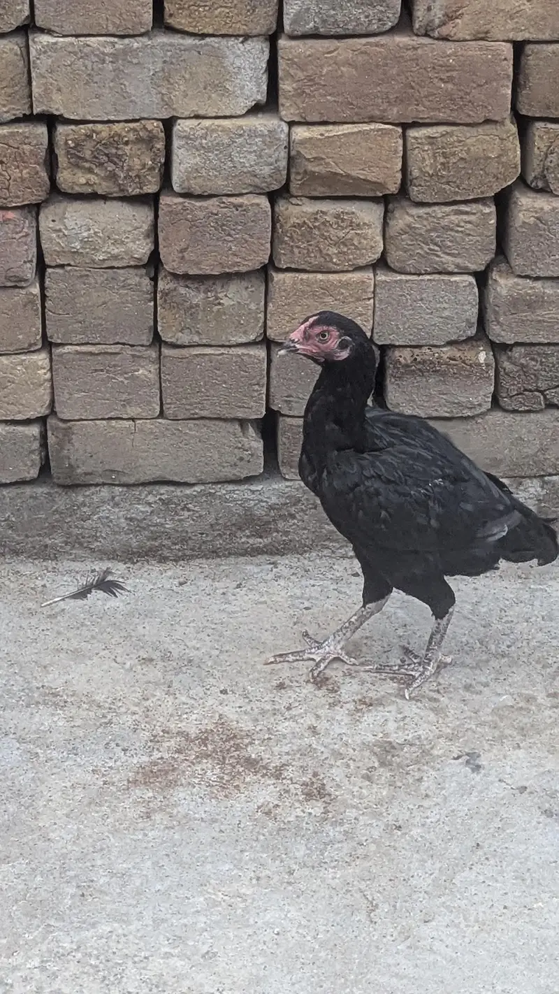 Aseel Hens for sale — photo 3