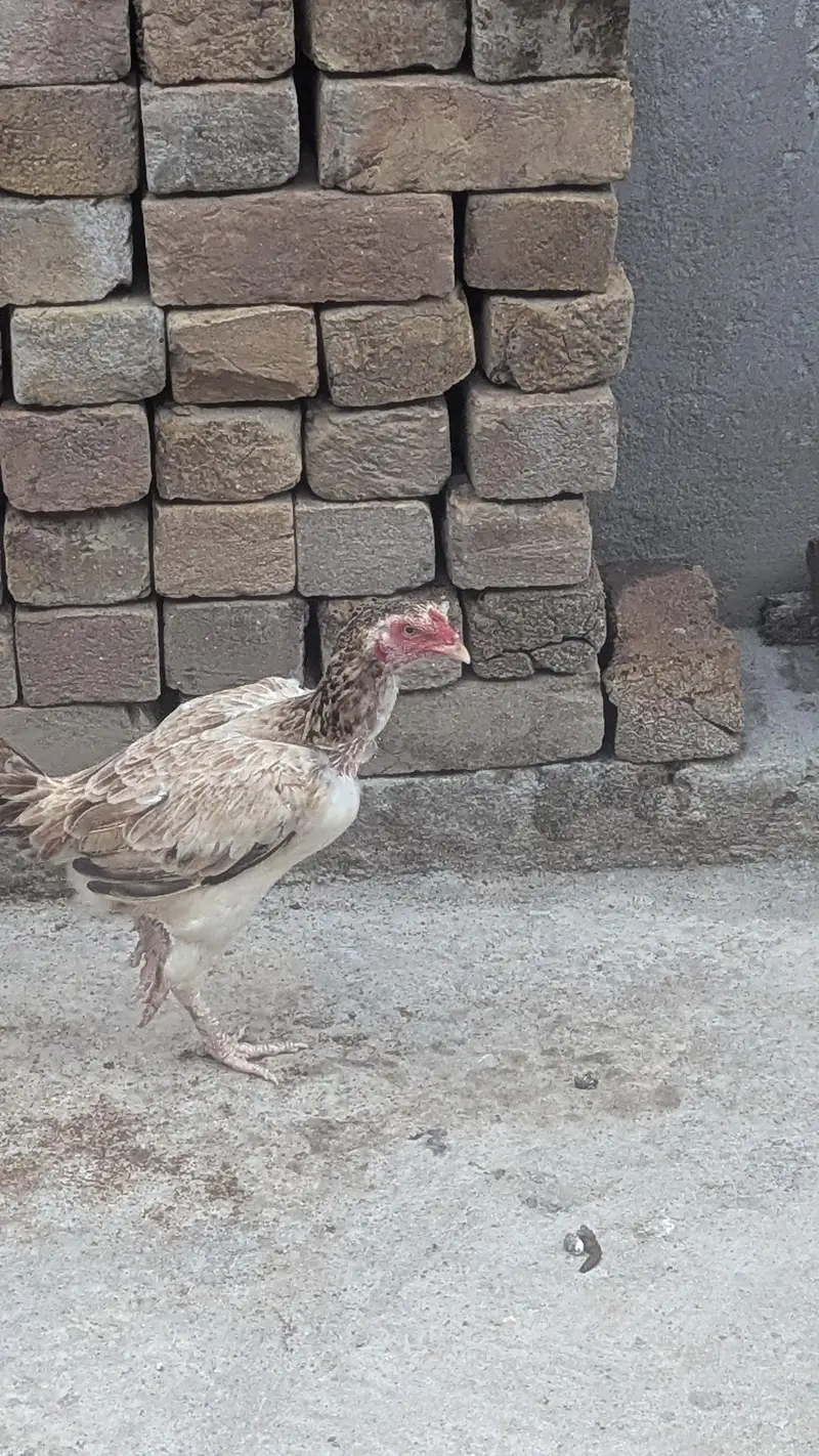 Aseel Hens for sale — photo 4