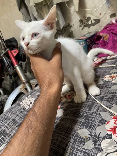 Parishion cat