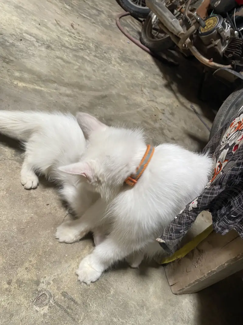 Parishion cat — photo 2