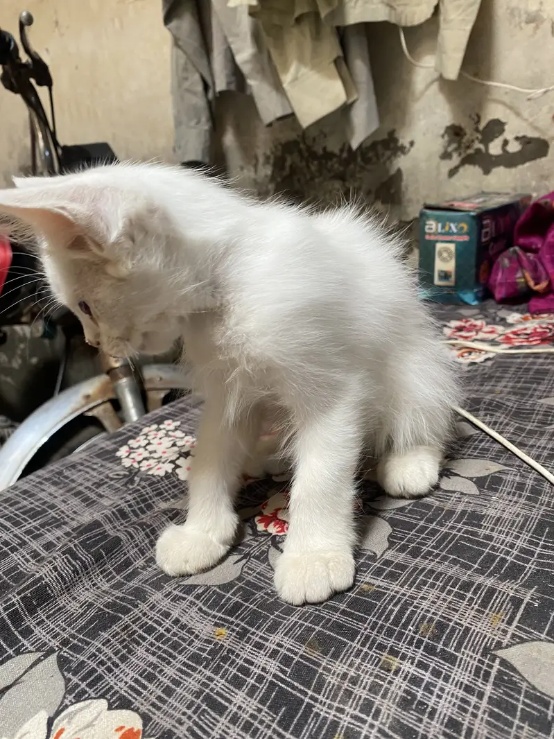 Parishion cat — photo 3