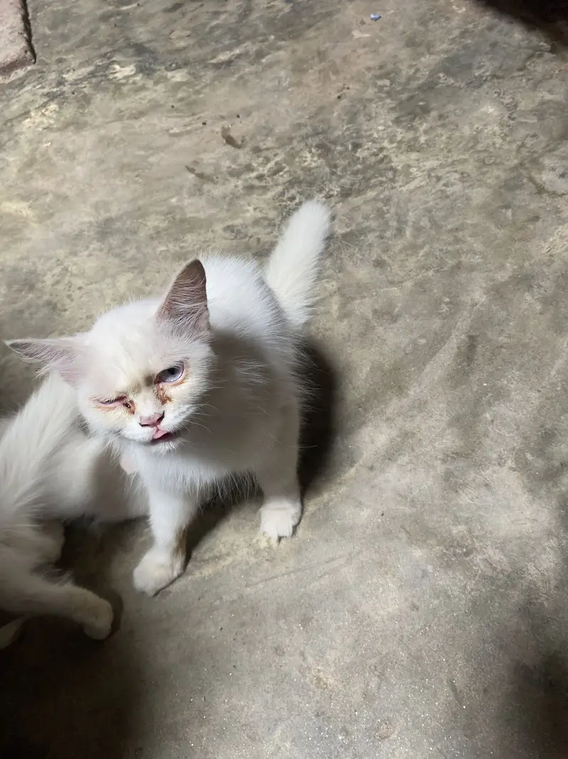 Parishion cat — photo 4