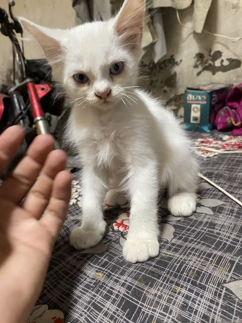 Parishion cat — photo 5