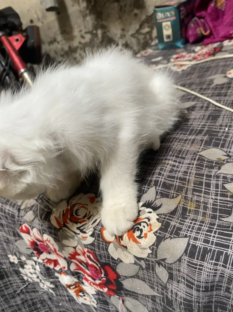 Parishion cat — photo 6